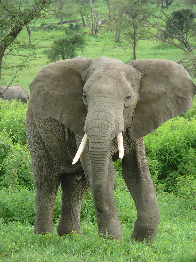 slon africky