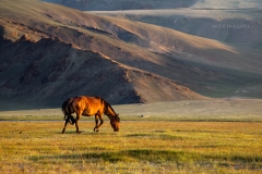 Mongolia 2011